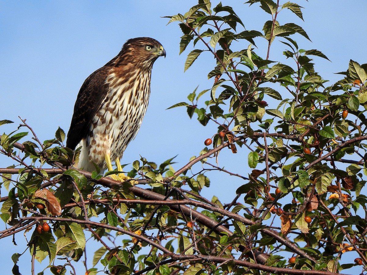 Cooper's Hawk - ML175769661