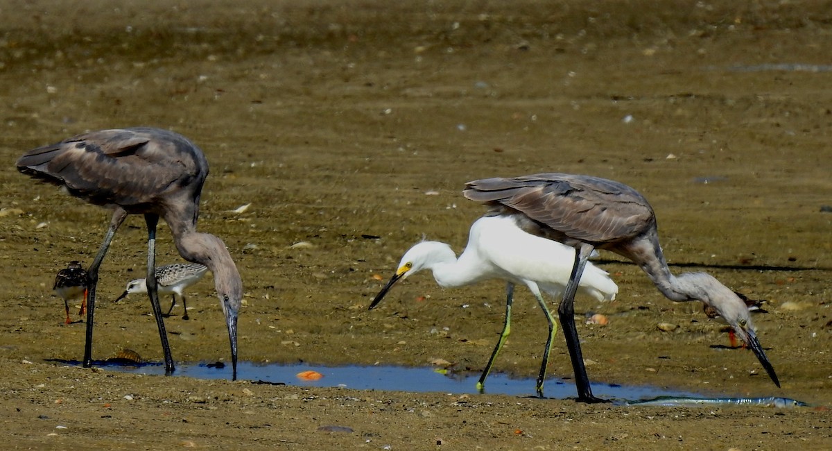 Reddish Egret - Eric Haskell