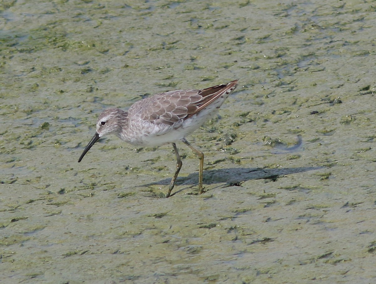 Stilt Sandpiper - John O'Brien