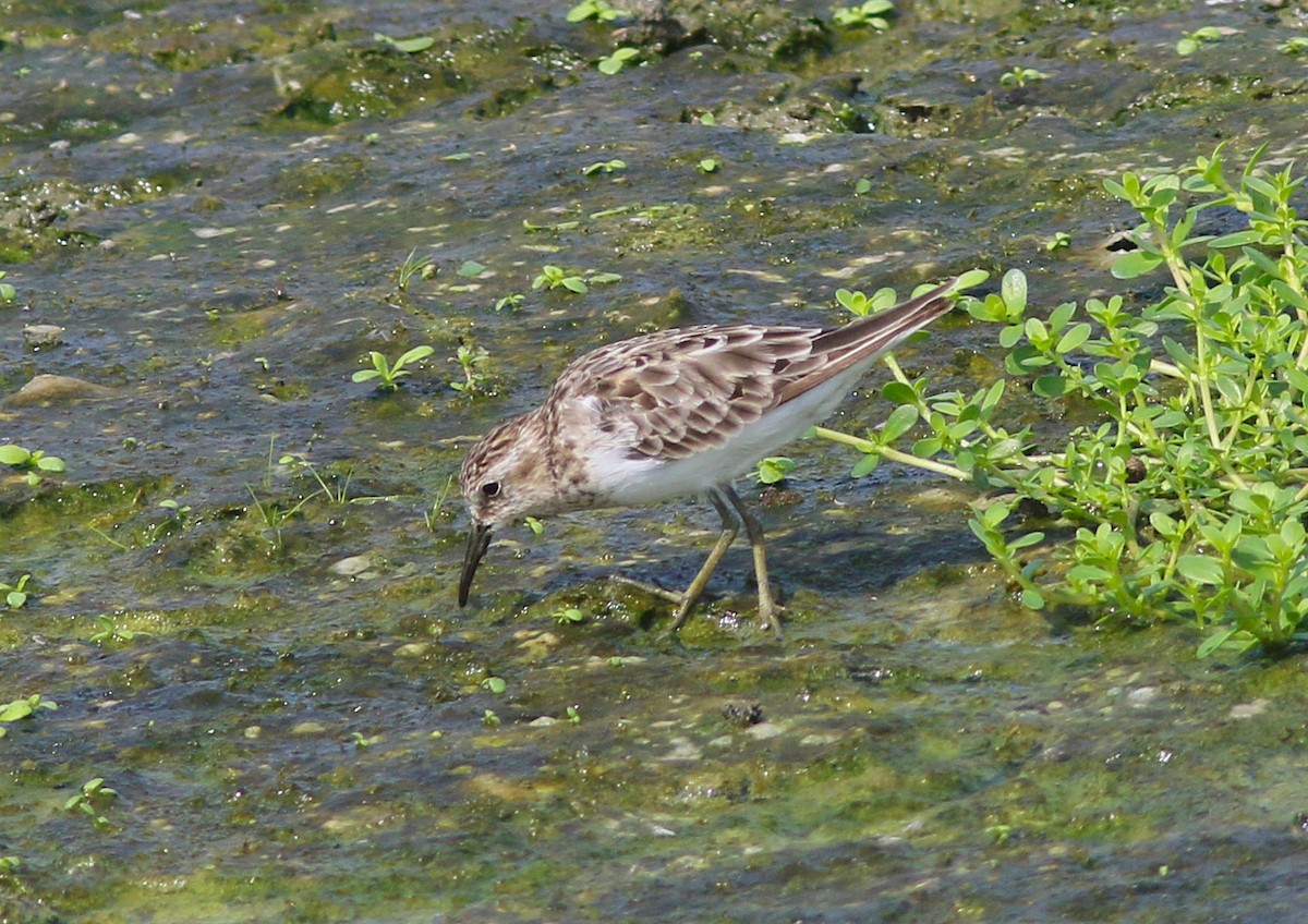 Least Sandpiper - ML175770081