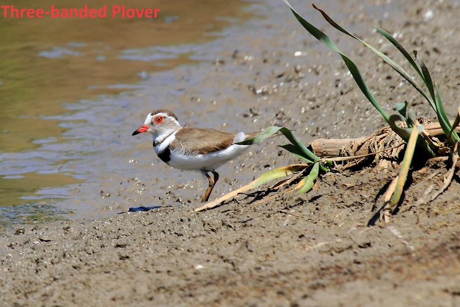 Three-banded Plover (African) - Butch Carter