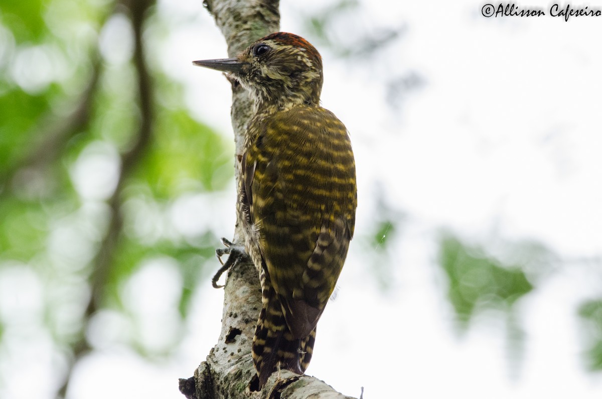 White-spotted Woodpecker - ML175770791