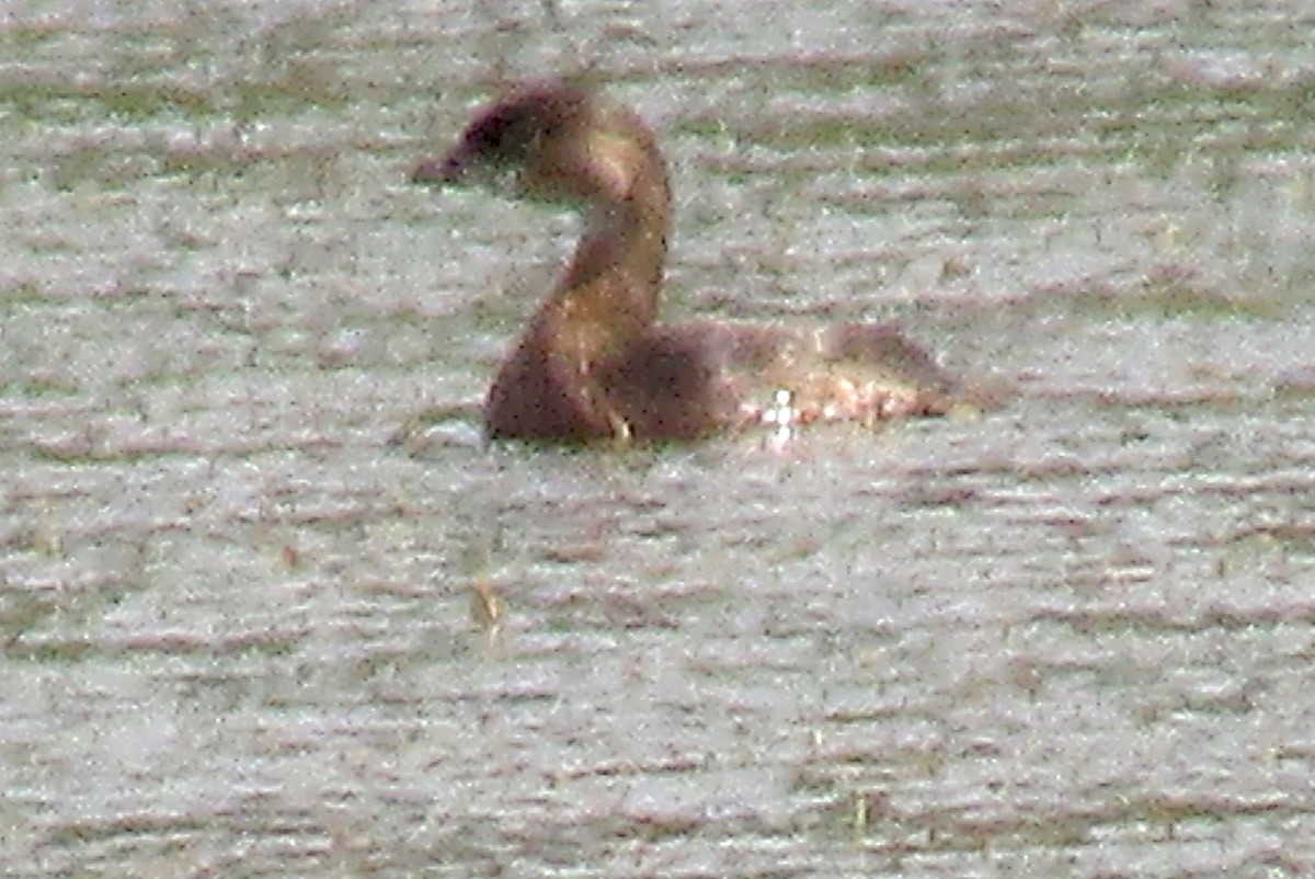 Pied-billed Grebe - ML175771101