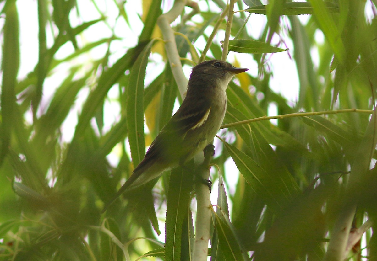 Alder Flycatcher - ML175771451