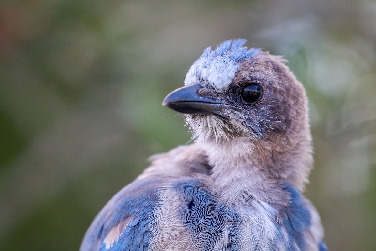 Florida Scrub-Jay - ML175771511