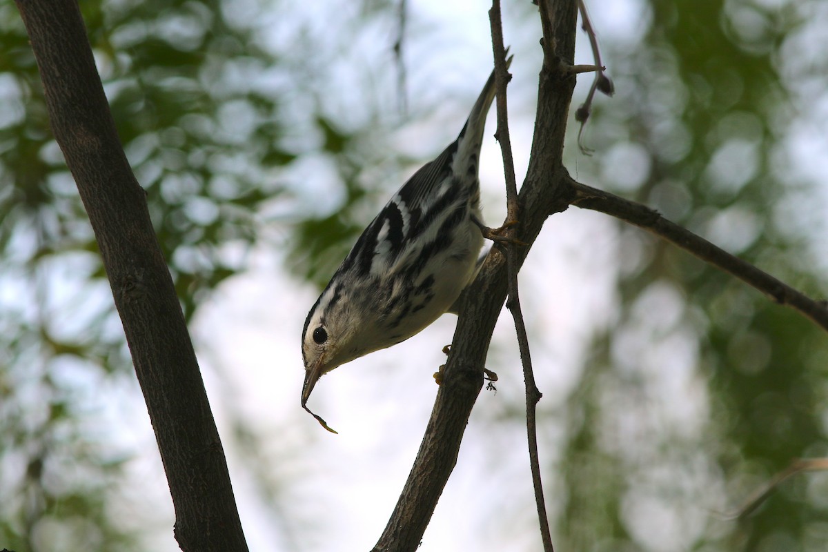 Black-and-white Warbler - John O'Brien