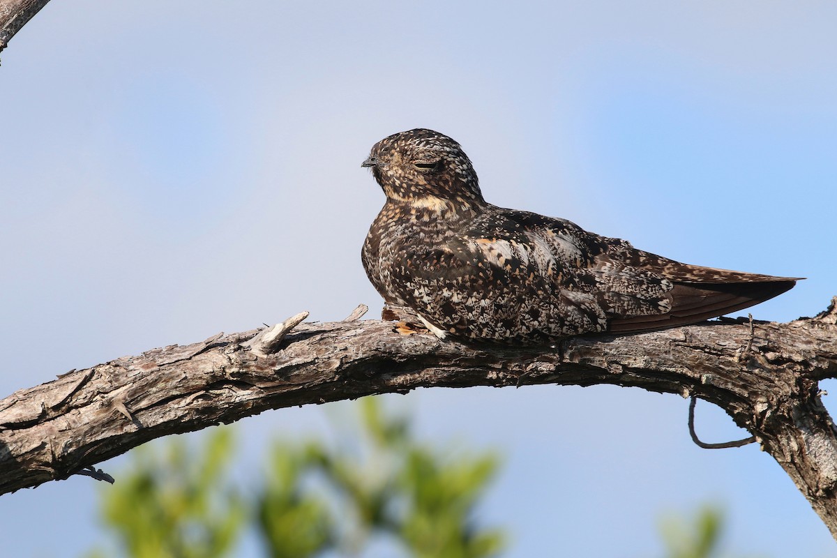 Antillean Nighthawk - Martina Nordstrand