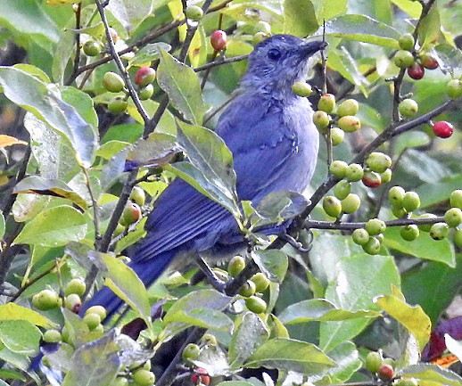 Gray Catbird - ML175772591