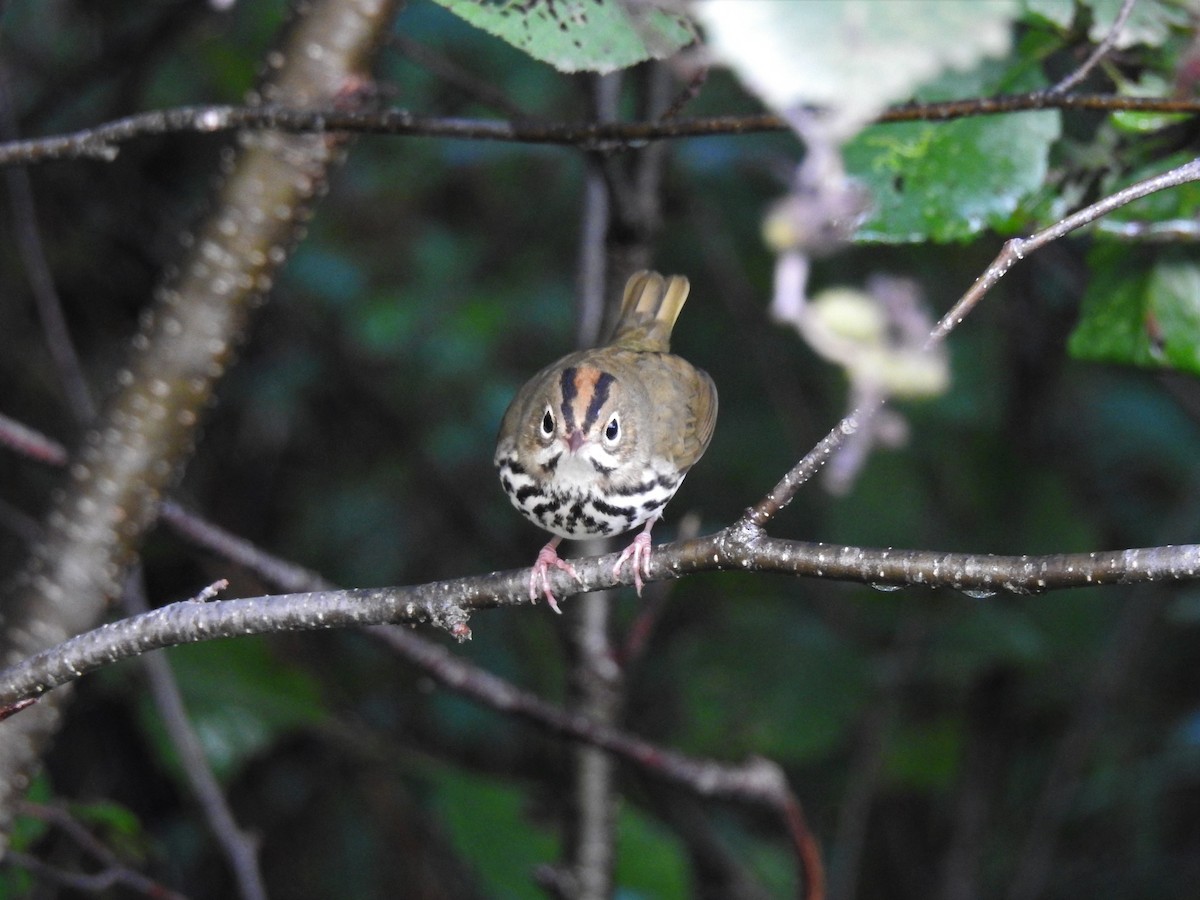 Ovenbird - ML175773531