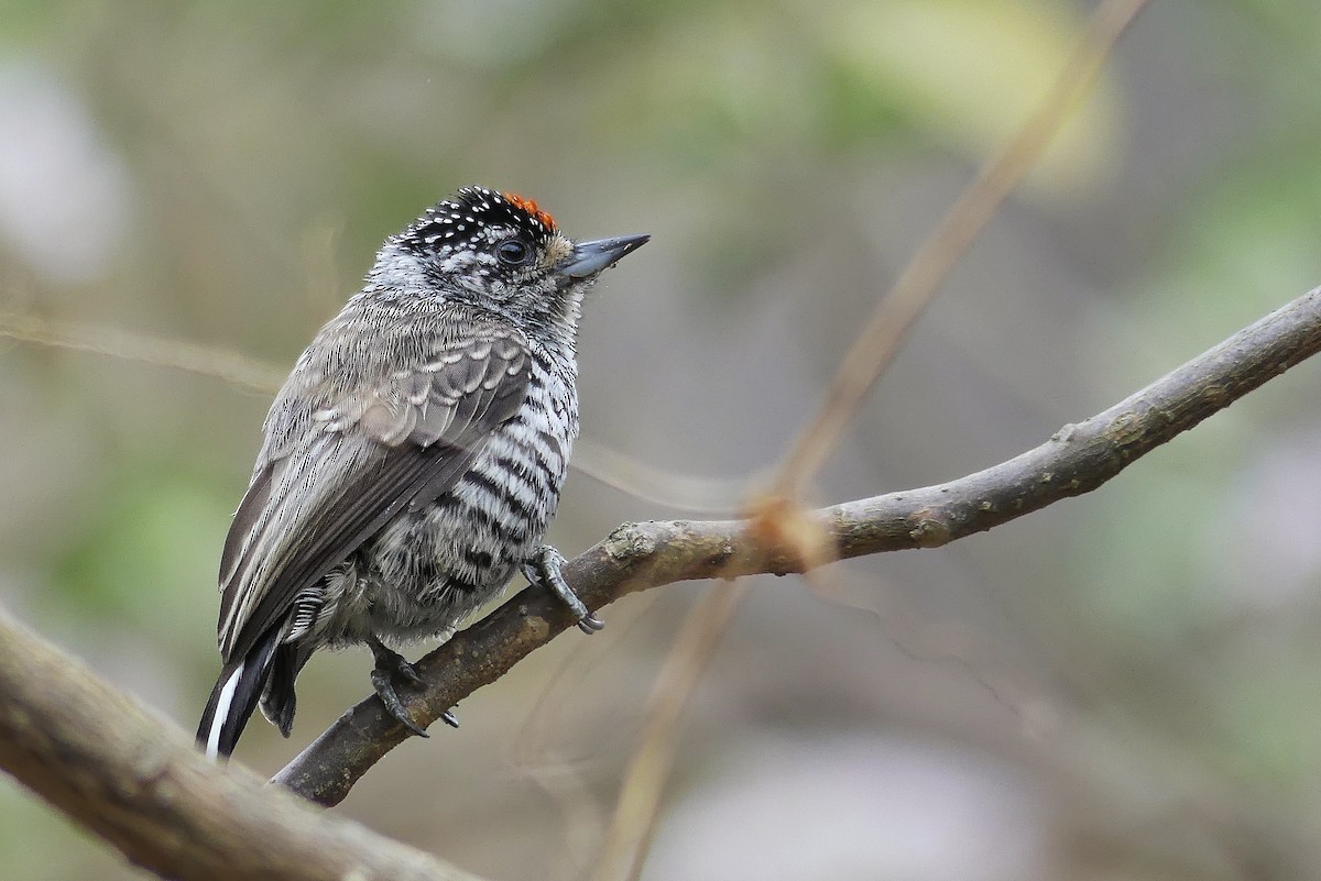 White-barred Piculet - ML175774661