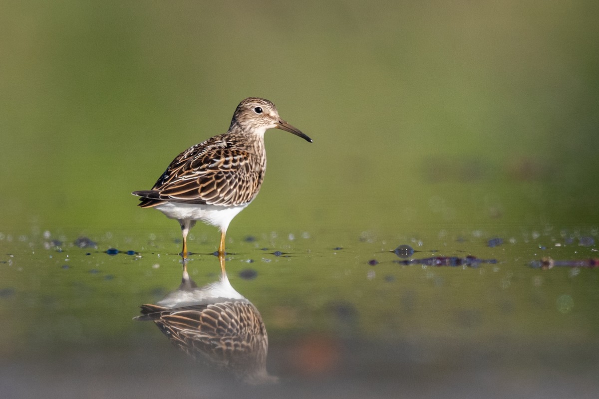 Pectoral Sandpiper - ML175774861