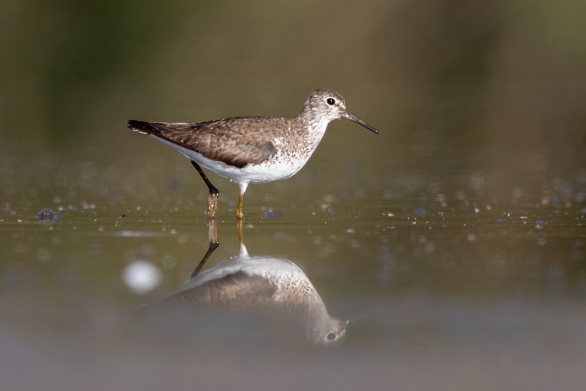 Solitary Sandpiper - ML175775001