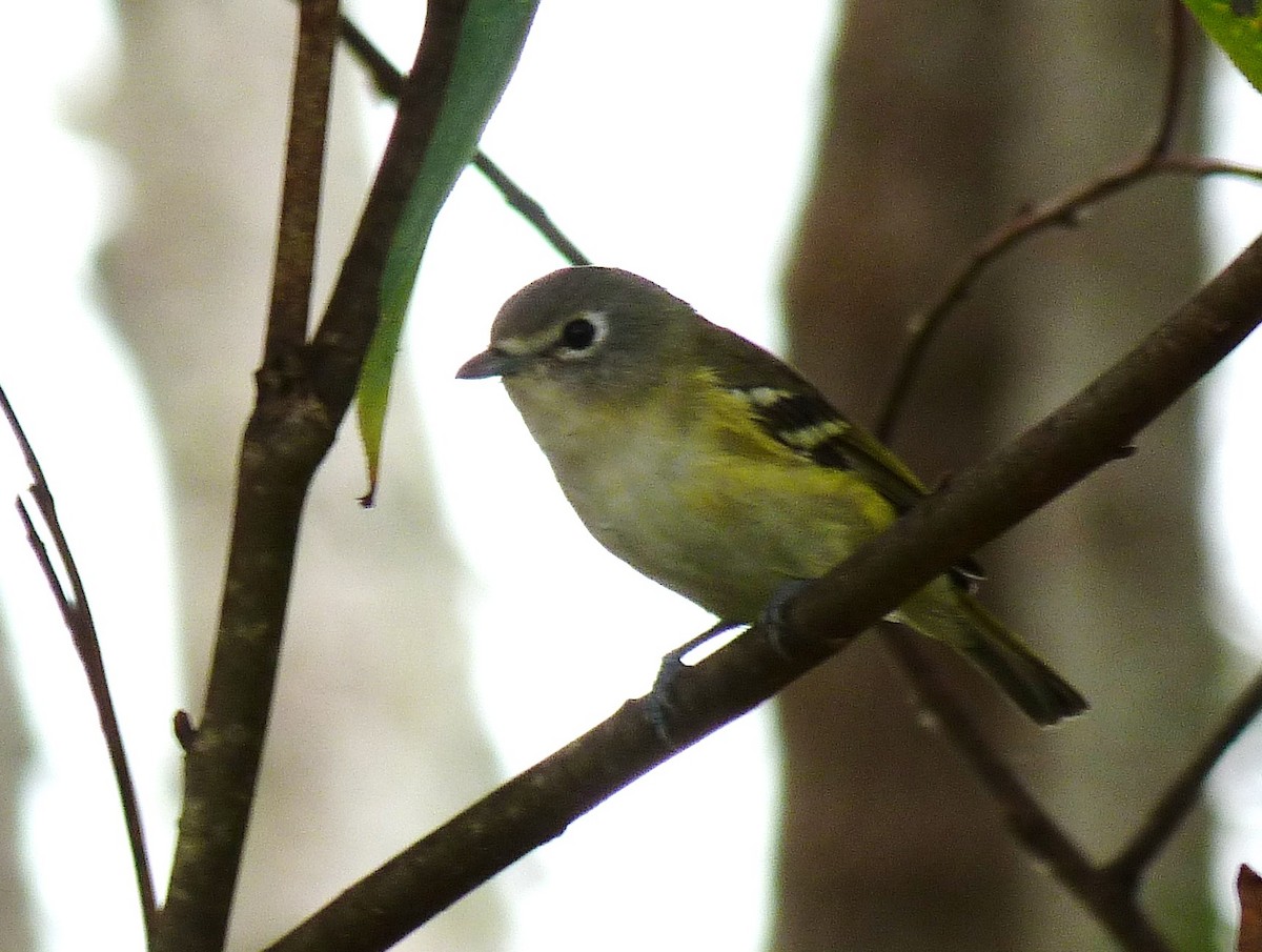Cassin's Vireo - Tony Kurz