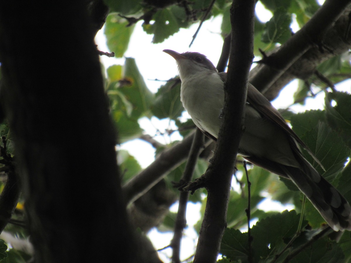 Yellow-billed Cuckoo - ML175777681