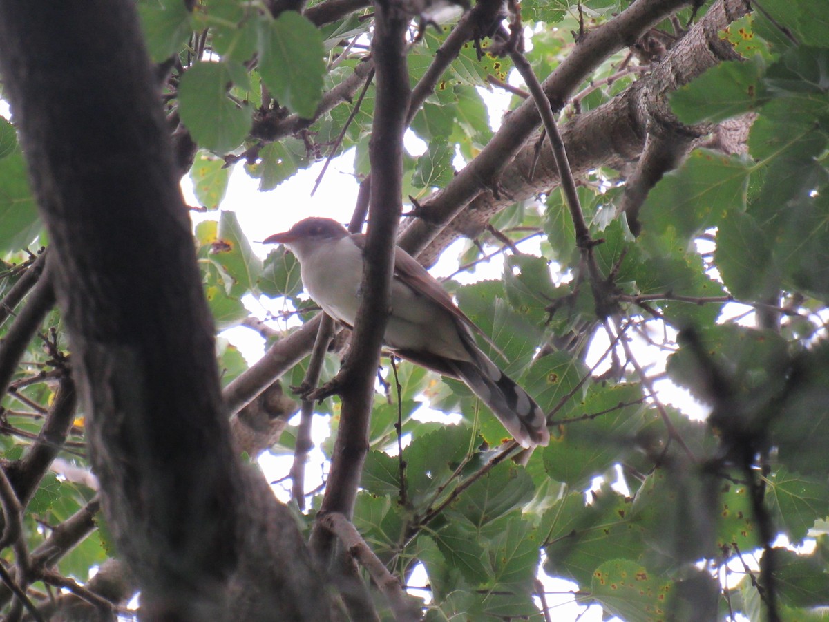 Yellow-billed Cuckoo - ML175777691