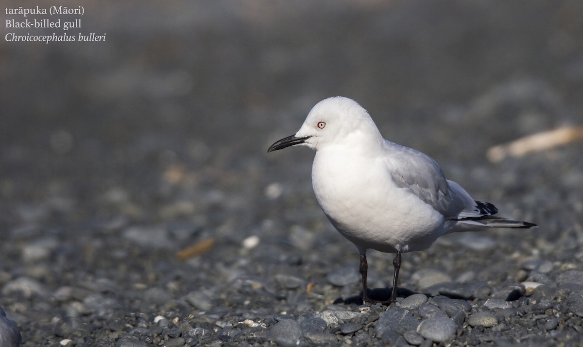 Black-billed Gull - ML175778441