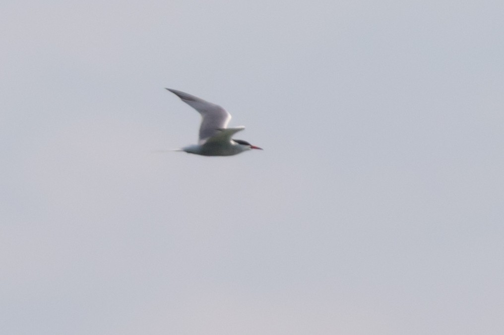 Common Tern - ML175778451