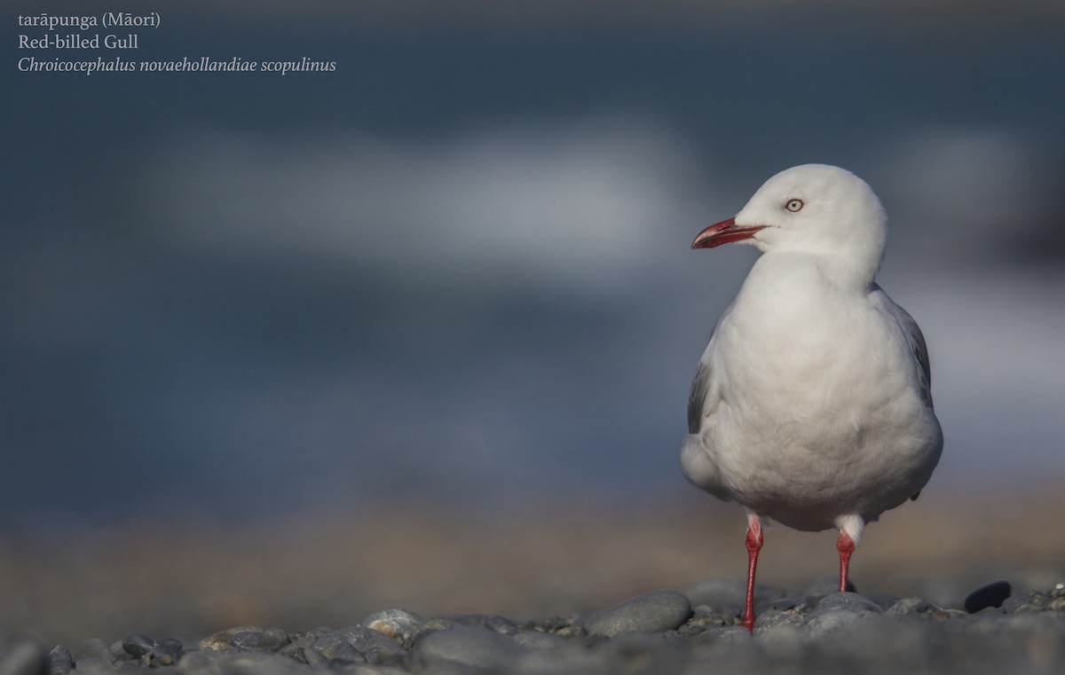 Silver Gull (Red-billed) - ML175778511