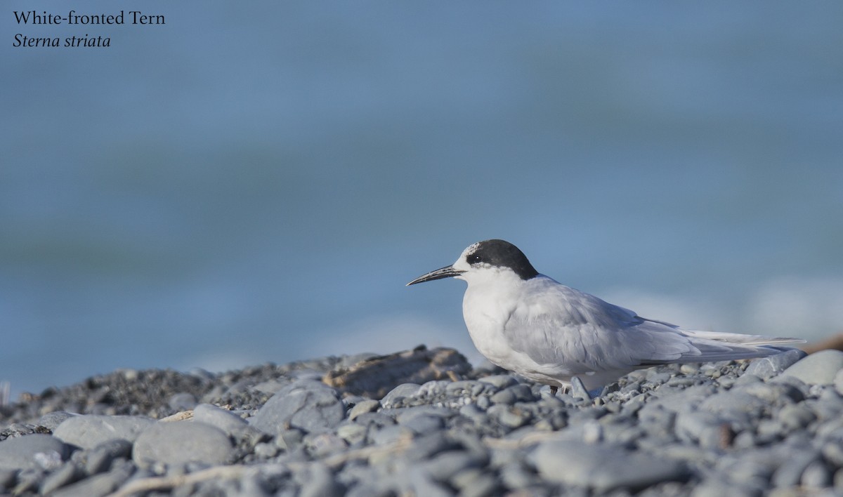 White-fronted Tern - ML175778541