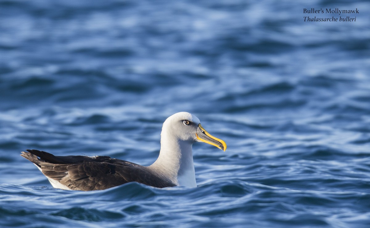 Buller's Albatross - ML175778681