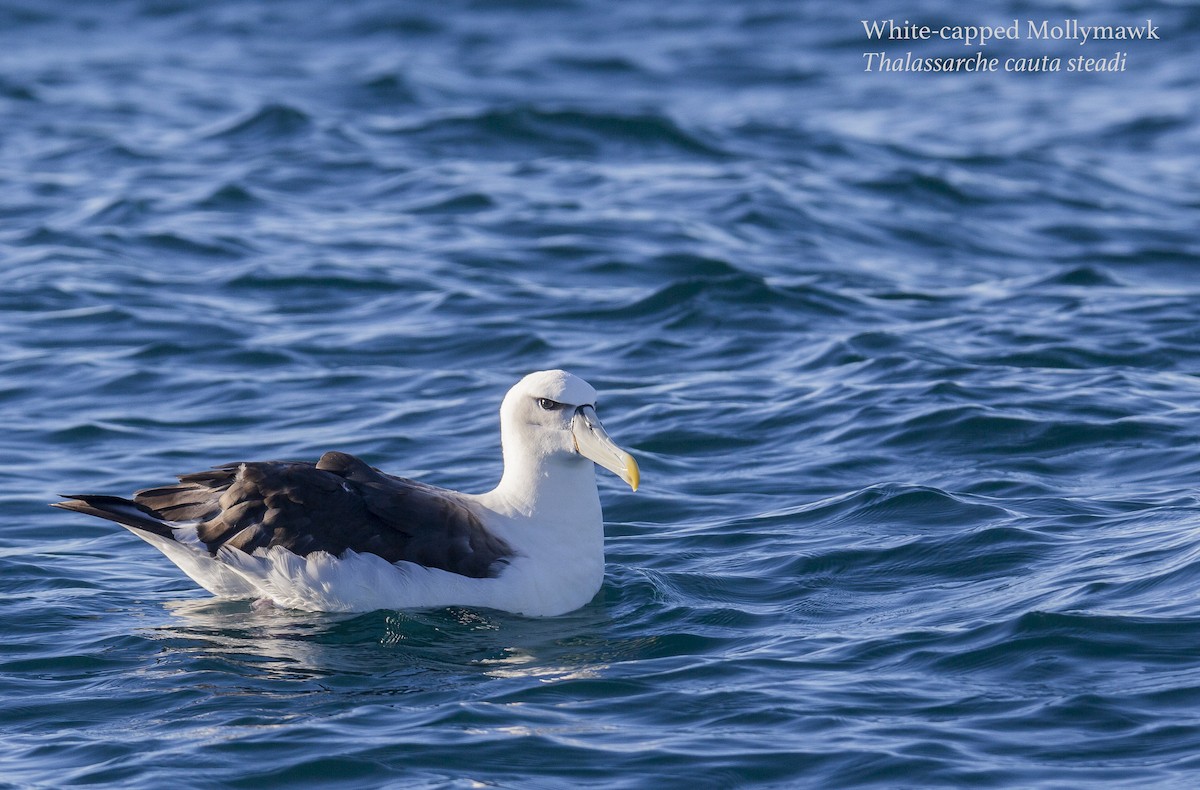 White-capped Albatross - ML175778691