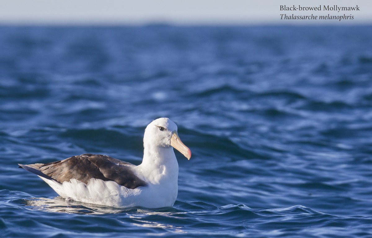 Black-browed Albatross - ML175778701