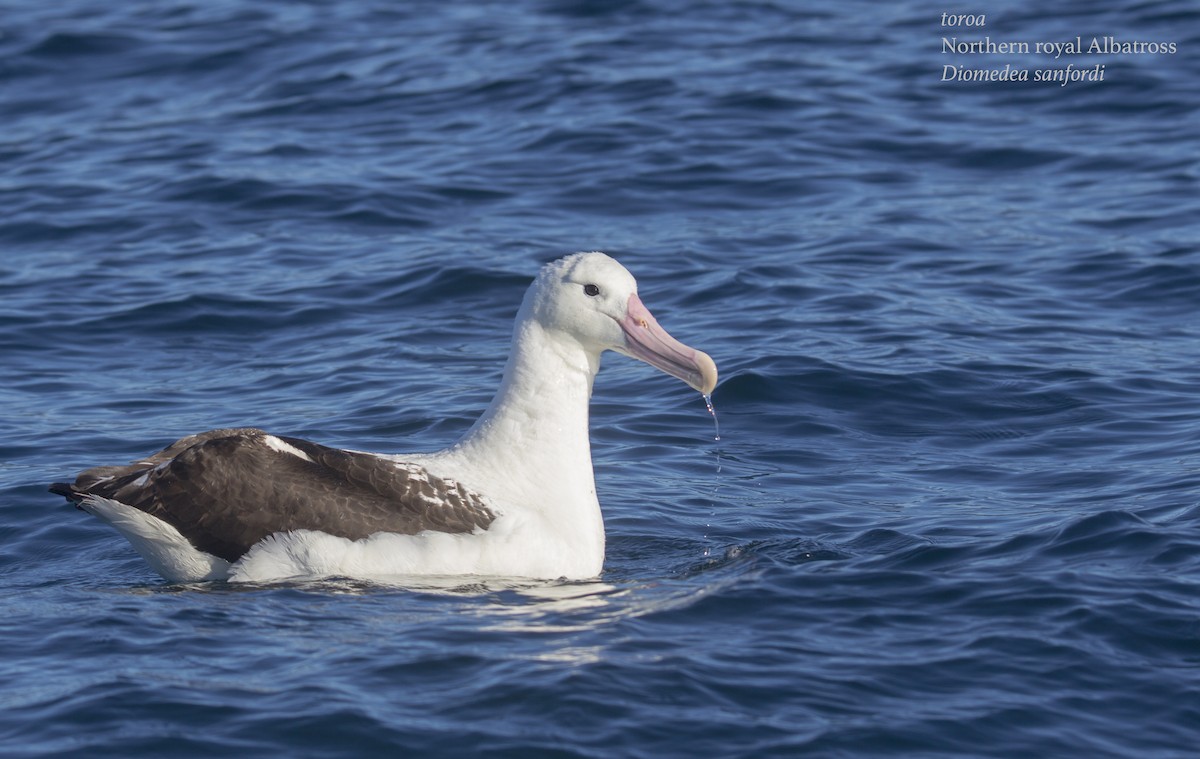 Northern/Southern Royal Albatross - ML175778711
