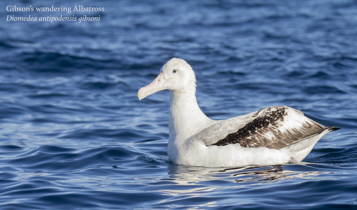 Snowy/Tristan/Antipodean Albatross - ML175778751