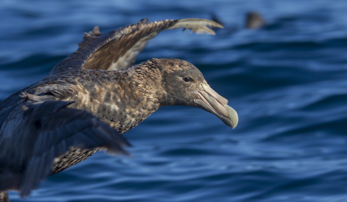 Southern Giant-Petrel - ML175778851