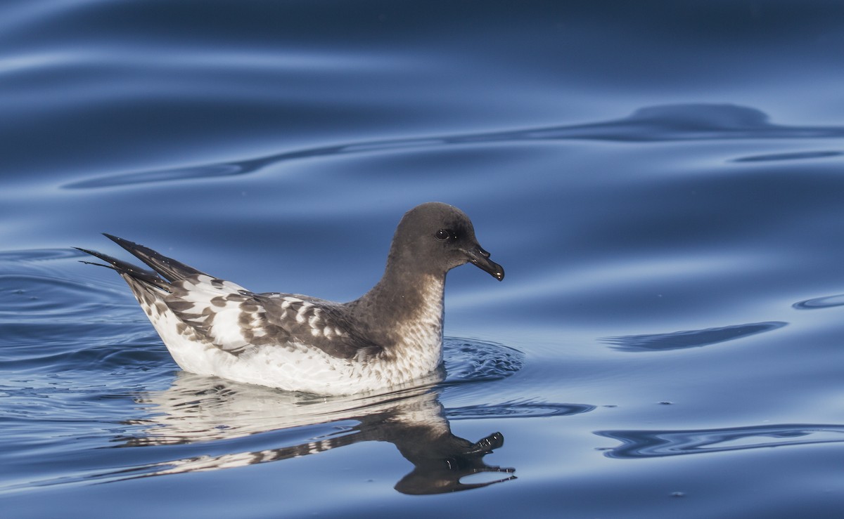 Pintado Petrel - ML175778871