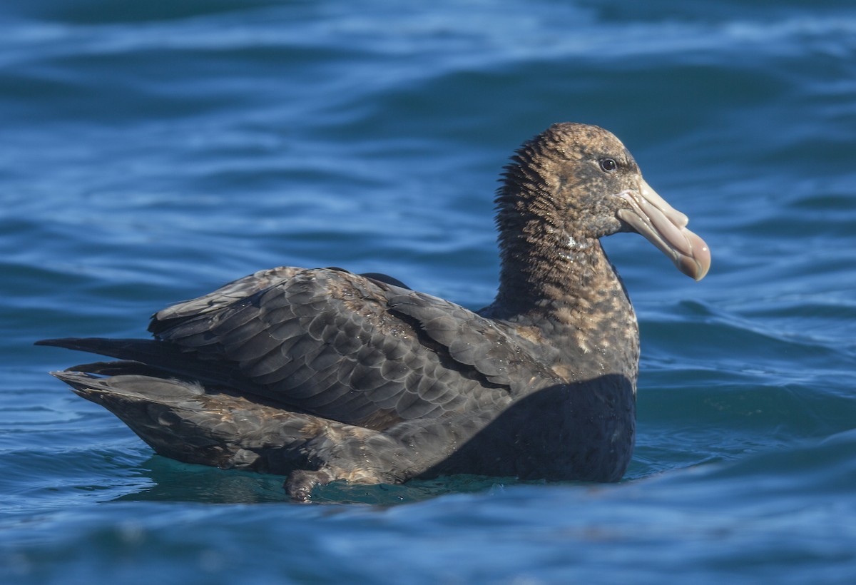 Northern Giant-Petrel - ML175778901