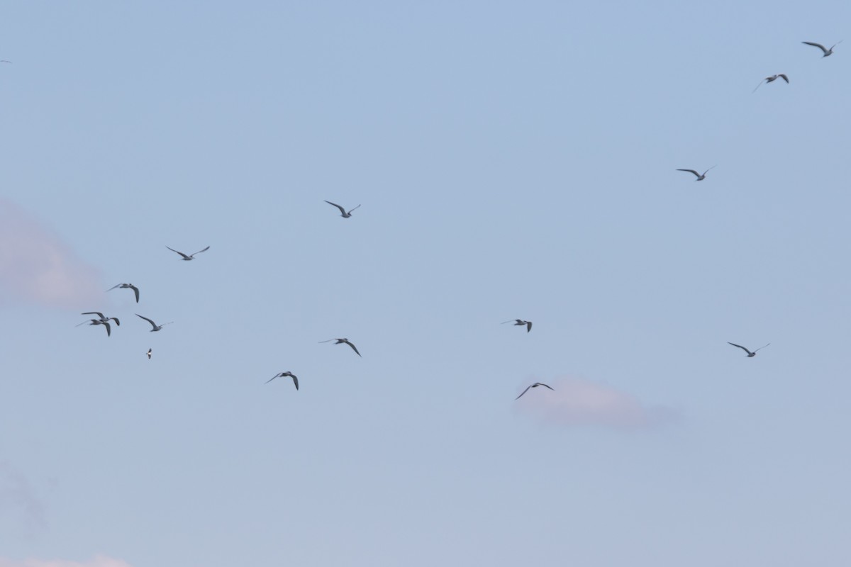 Forster's Tern - ML175779651