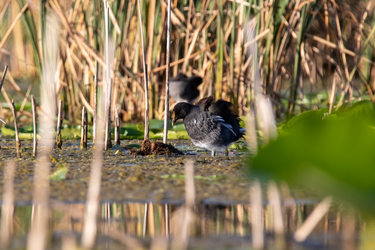 Common Gallinule - ML175780201