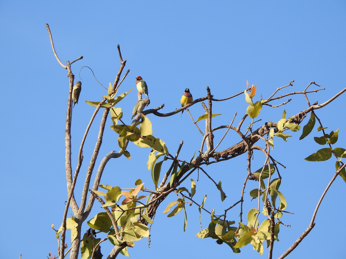 Gouldian Finch - Hilary Thompson