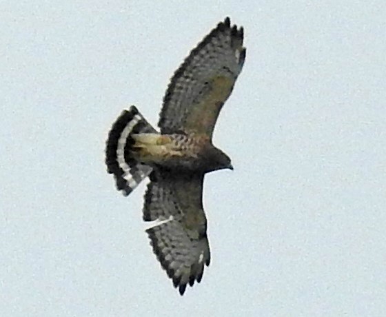 Broad-winged Hawk - ML175782031