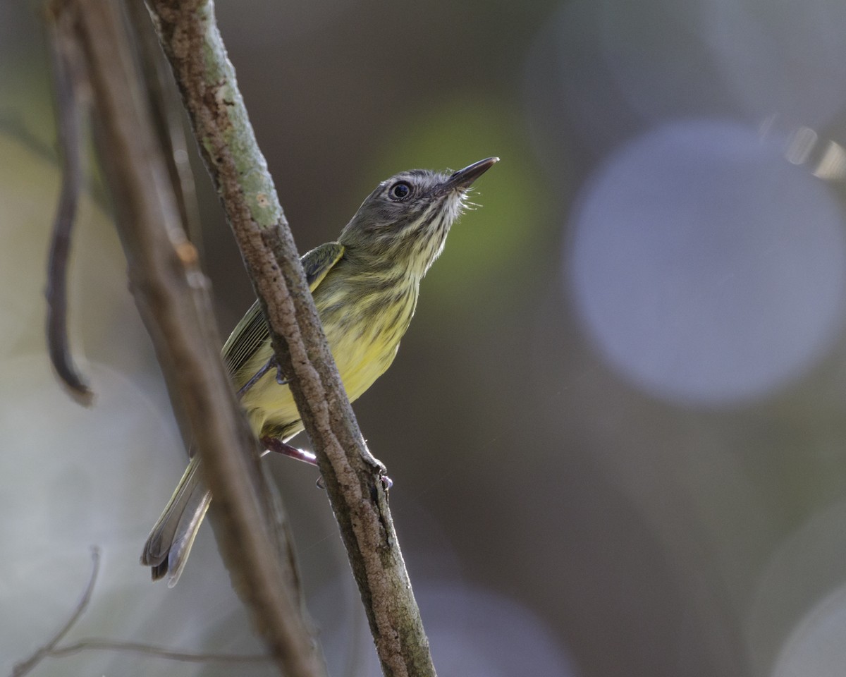 Stripe-necked Tody-Tyrant - Silvia F🪶 Linhares