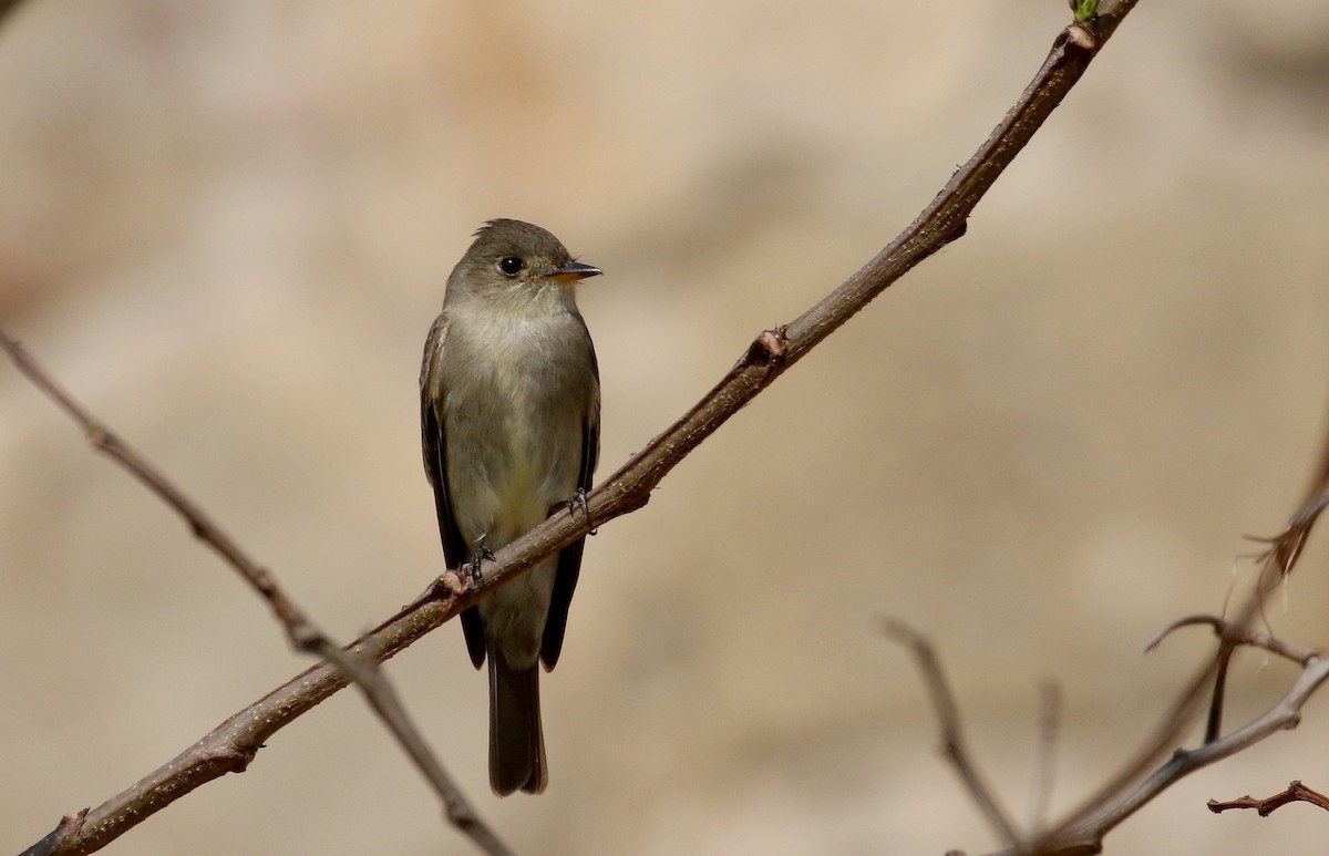 Western Wood-Pewee - Jay McGowan