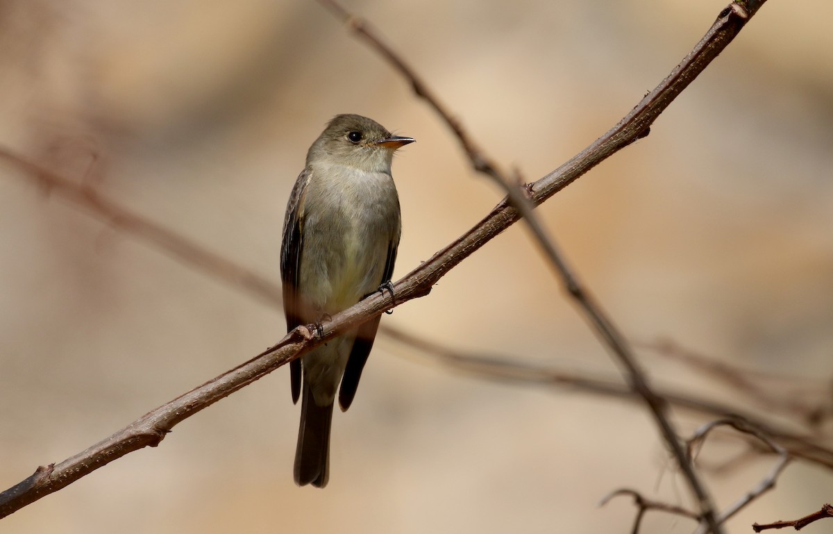 Western Wood-Pewee - Jay McGowan