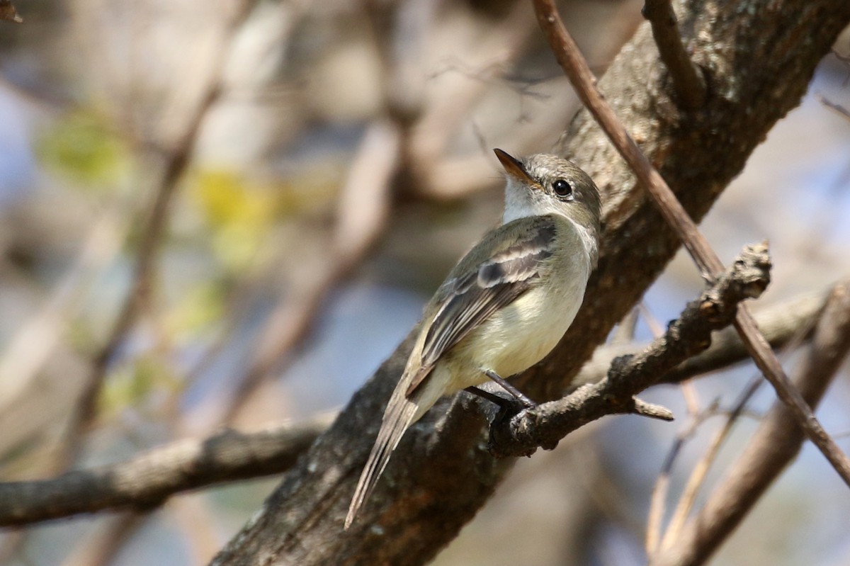 Dusky Flycatcher - Jay McGowan