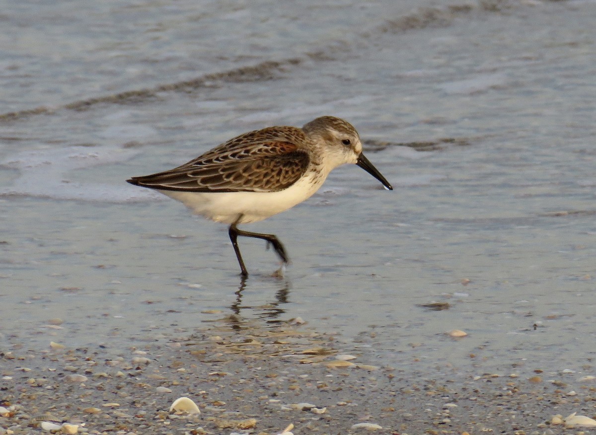 Western Sandpiper - Roy Netherton