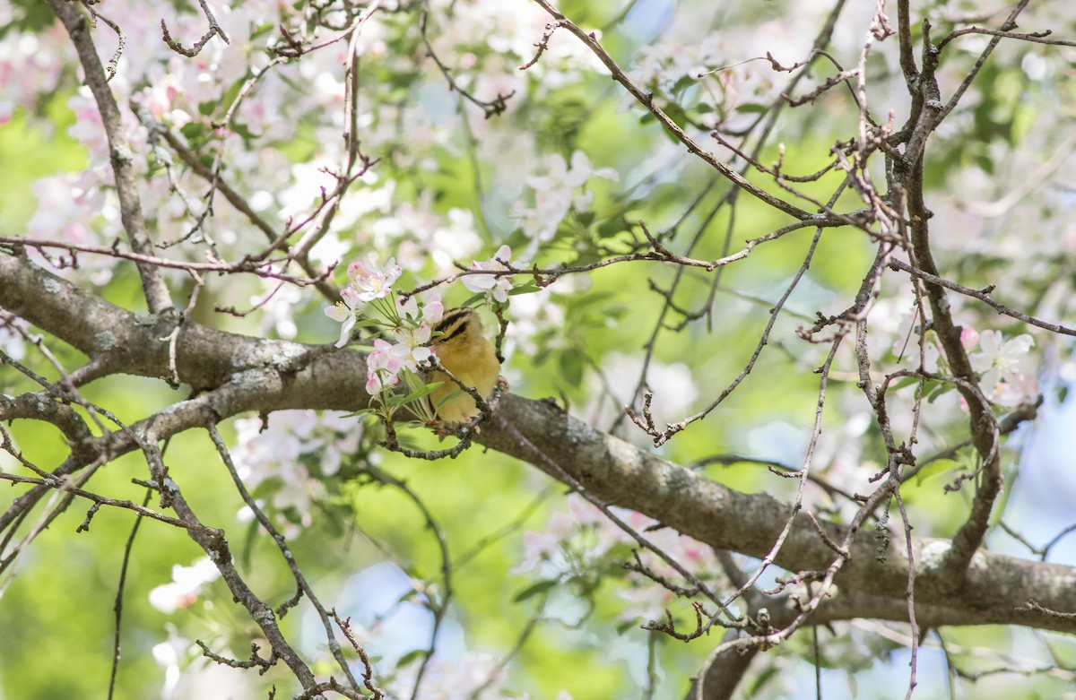 Worm-eating Warbler - ML175788331