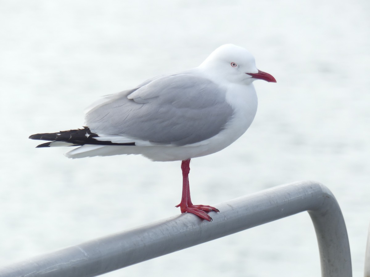 Silver Gull - ML175789781