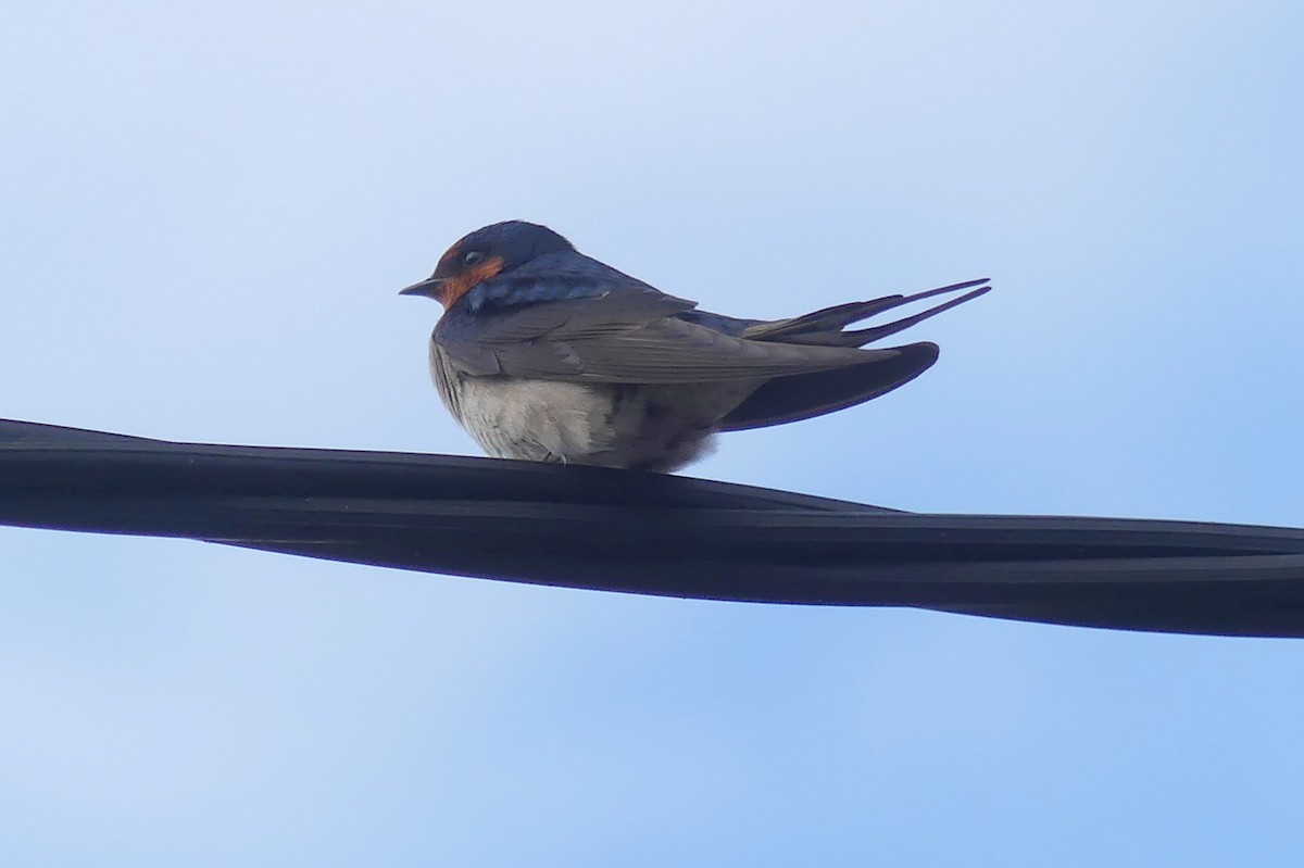 Golondrina Australiana - ML175790771