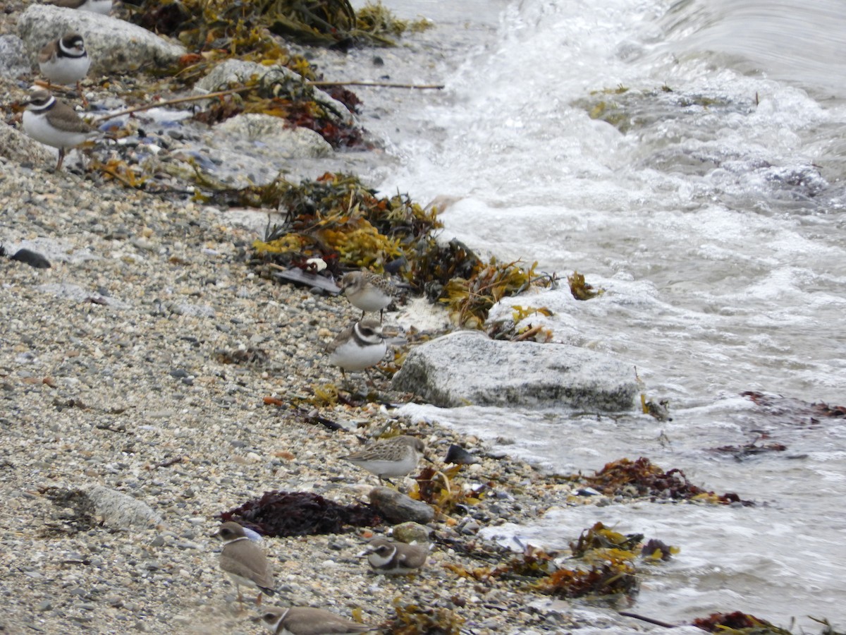 Semipalmated Plover - ML175790881