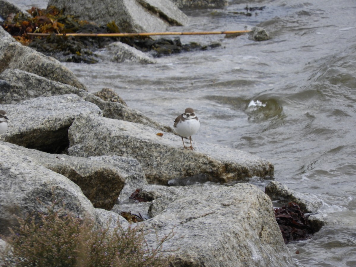 Semipalmated Plover - ML175791161