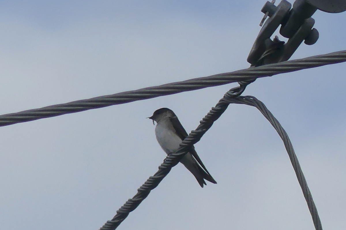 Golondrina Arborícola - ML175791771