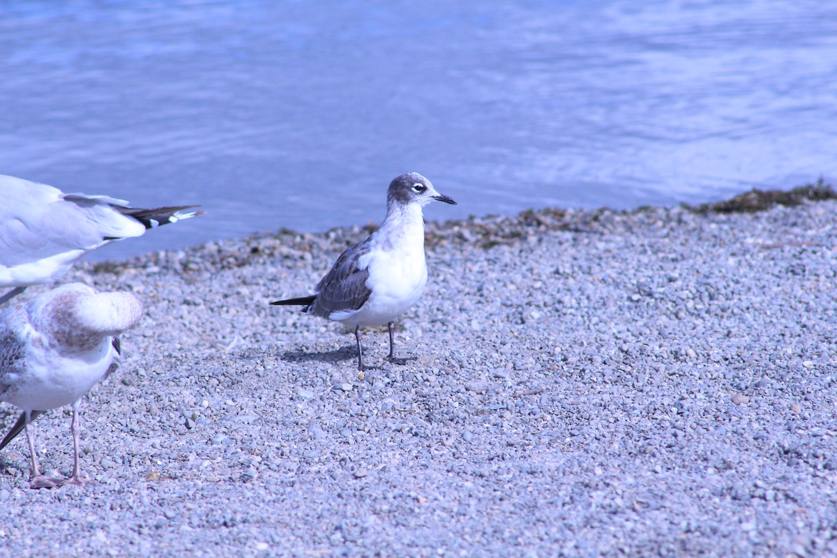 Franklin's Gull - ML175792361