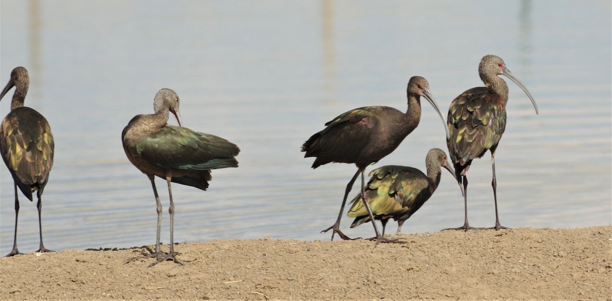 White-faced Ibis - Brenda Wright