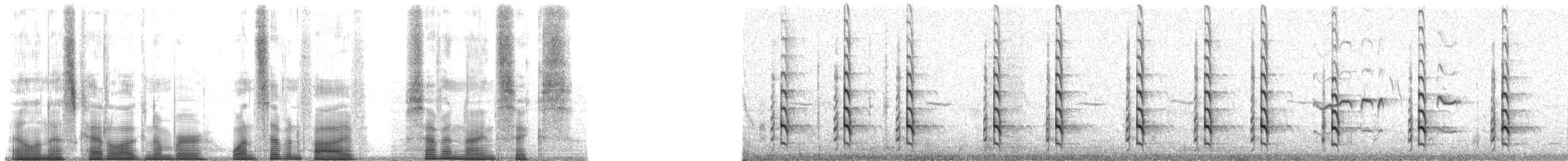 Black-necked Stilt (Black-necked) - ML175796