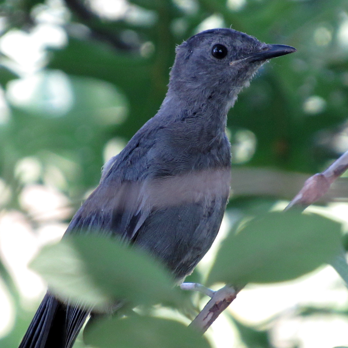 Gray Catbird - Allison Matlock